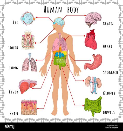Human Body Medical Infographics With Person Silhouette And Organs