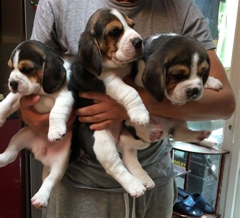 Indeed may be compensated by these employers, helping keep indeed free for jobseekers. Tri Coloured Beagle Puppies For Sale Pets from Johor Batu Pahat @ Adpost.com Classifieds ...