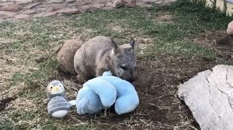 Rescued Wombat Gleefully Plays With His New Toys New Toys Wombat