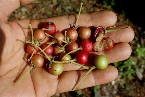 Muntingia Calabura L Jeniang Kedah Malaysia Fruit A Du Flickr