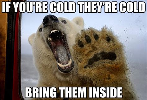 bring your polar bears inside if you re cold they re cold know your meme