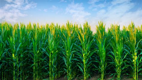 microbial genes provide high glyphosate resistance and low glyphosate residues in maize crop