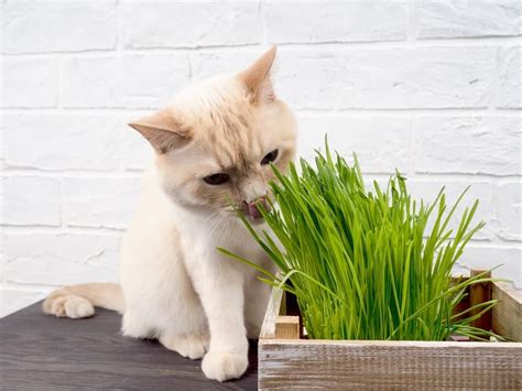 Can Cats Be Vegan Risks To Feed A Cat A Vegan Diet Vet Advice