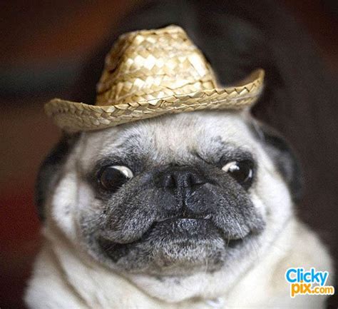 1000 Images About Cute Dogs Wearing Hats On Pinterest