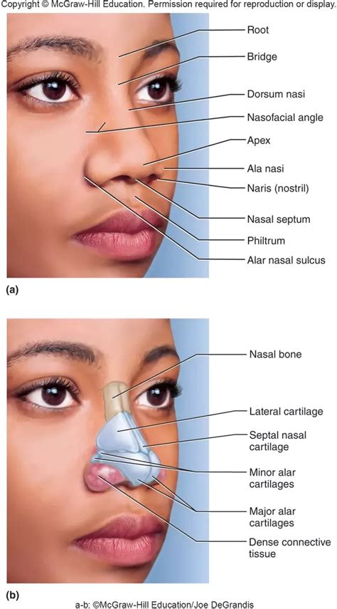 Nasal Cartilage Anatomy