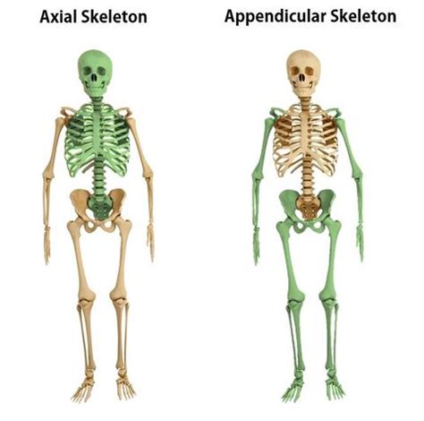The axial skeleton has 2 functions. the Thoracic Cage - SCIENTIST CINDY