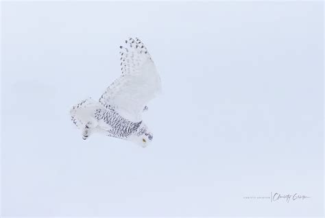 Snowy Owl Hunt Christy Grinton Flickr