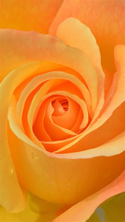 Orange Rose Flowers Wallpaper Hd Best Flower Site