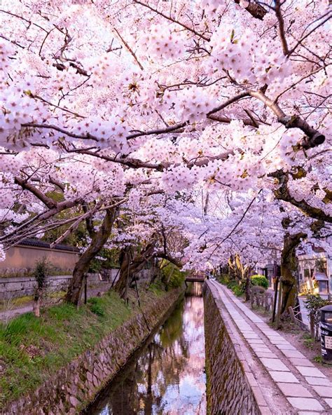 The Stunning Cherry Blossoms And Nemophila Flowers Bloom In Japan Artfido