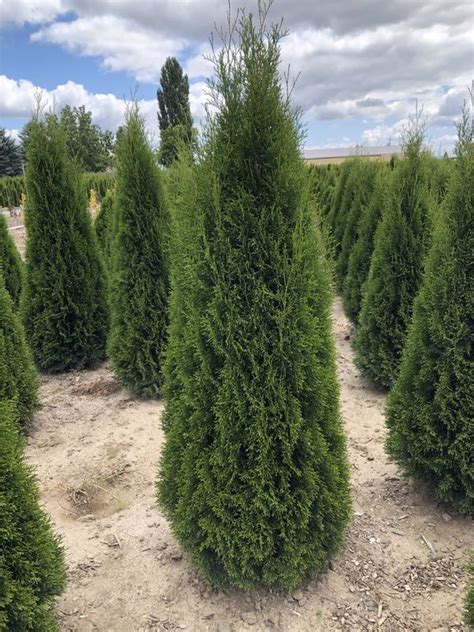 67 Tall Arborvitae Emerald Green For Sale In Cornelius Or Offerup