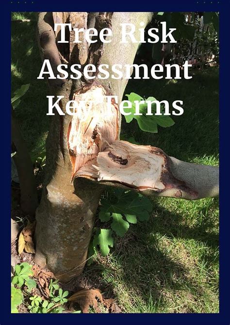 Tree Risk Assessment Ceu Tree Check Up Llc