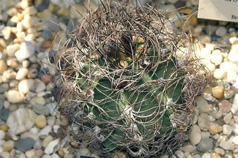 Knowing how long it takes to grow a cactus can help you manage expectations and better care for your cactus along the way. Cactus Star (Astrophytum) - Only Cactuses