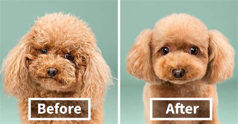 Maltipoo Haircuts Before And After