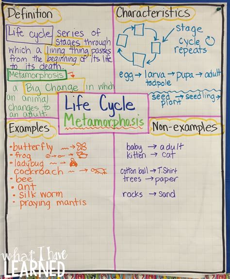 Exploring Fascinating Life Cycles
