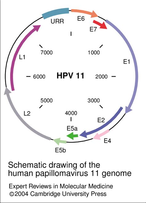 Schematic Drawing Of The Human Papillomavirus 11 Genome The Open