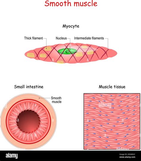 Structure Of Smooth Muscle Fibers Anatomy Of Myocyte Background Of Smooth Muscle Tissue Set