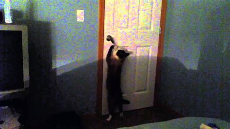 Cats Tries To Escape Youtube