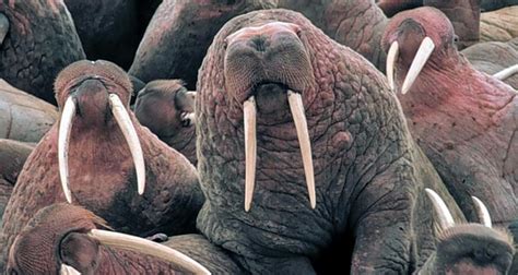 Interesting Facts About The Walrus
