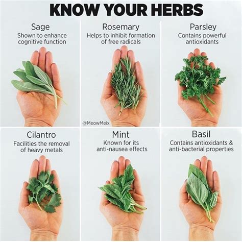 We did not find results for: Informative - Know your ---HERBS! | Chat ZoZo - Forum