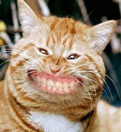 See more ideas about animals, smiling animals, cute animals. Funny pictures animals, funny pictures of animals smiling ...