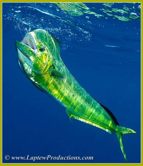 My name is captain tommy martin and i have taken many years of dolphin fishing experience and painstakingly written this book. Mahi Mahi/Dolphin/Dorado | Laptew Productions