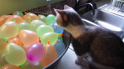 Munchkin Cat Pops Water Balloons Youtube
