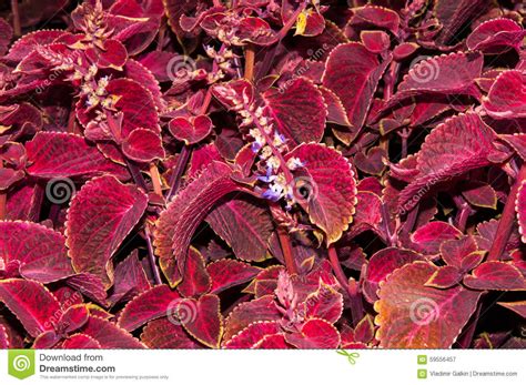 Coleus Flower In Autumn Stock Image Image Of Leaves 59556457