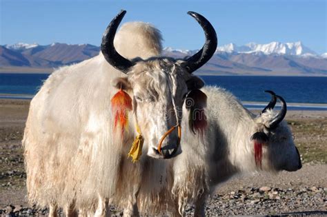 Tibetwhite Yaks At Lakeside Stock Image Image Of Bull Traveling
