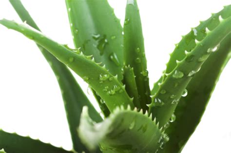 Aloe vera is kind of the superman of the botanical world. Aloe Vera face mask recipes; easy to make home made facial ...