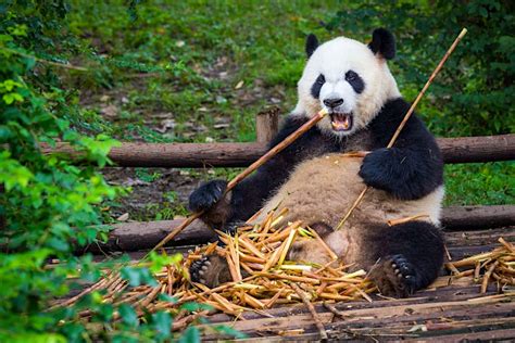 Where To See Pandas In China As It Plans For A Giant Panda National Park
