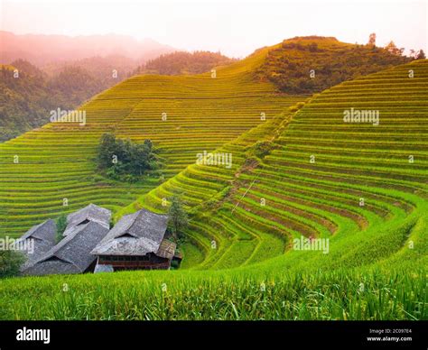 Dragon S Backbone Rice Terraces And Traditional Village Ping An Guangxi China Stock Photo Alamy