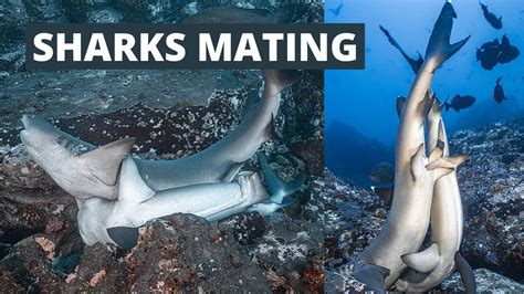 Incredible Images Of Sharks Mating Beside A Coral Reefs Youtube