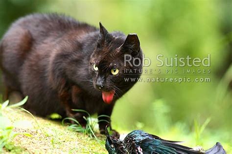 Wild Cat Felis Canis Eating Native Bird Tui Bird Prosthemadera