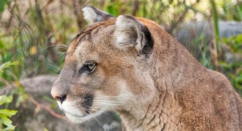 How A Vancouver Island Cougar Encounter Led To A Call From Metallica