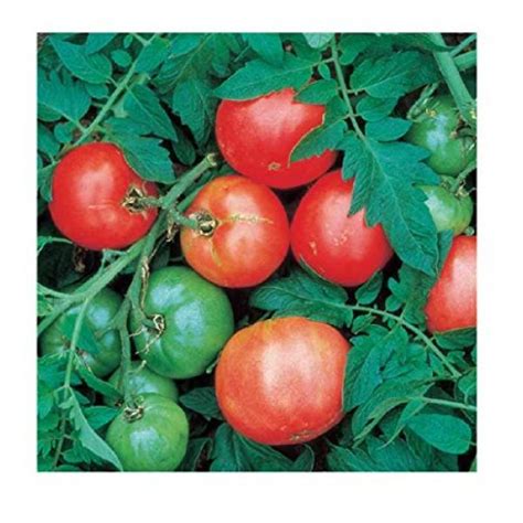 Davids Garden Seeds Tomato Slicing Arkansas Traveler Sl4910 Red 50