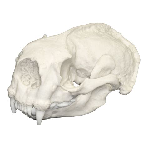 Replica Sea Otter Skull — Skulls Unlimited International Inc