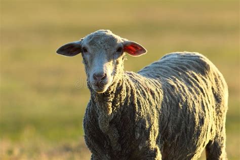Curious White Sheep Stock Photo Image Of Fleece Aries 34139484