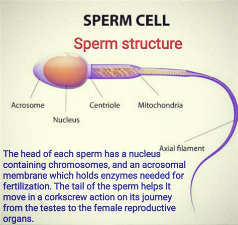 Anatomy Of A Sperm Cell