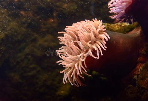 Colorful Sea Anemone Stock Photo Image Of Anemone Flowing 64480846