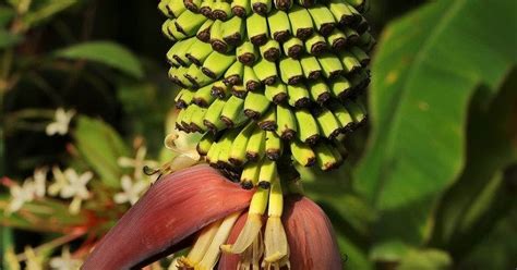 Aneka olahan dari pisang juga membuat buah ini semakin banyak peminatnya. Gambar Pisang Seribu Dan Penjelasanya - Jenis Pisang Dan ...
