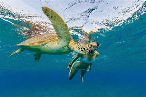 Snorkeling With Sea Turtles In Turtle Town Maui Snorkeling In Hawaii