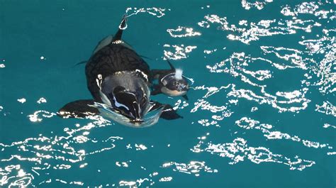 Watch This Amazing Video Of A Baby Orca Being Born At Seaworld First