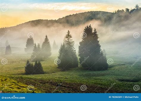 Foggy Morning In Conifer Forests At Sunset Stock Image Image Of Dusk