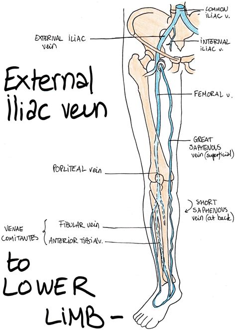 Arteries and veins – Artofit