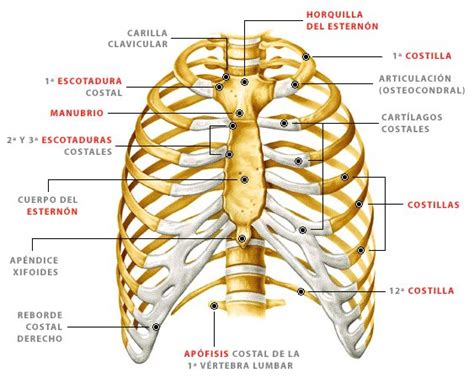 Pain coming from a person's rib cage may be nothing serious, or it may be a medical emergency, including a pulmonary embolism or heart attack. 17 Best images about Logopedia (imágenes) on Pinterest ...