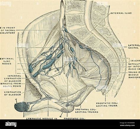 Anatomy Descriptive And Applied Anatomy The Lymphatic Vessels Of