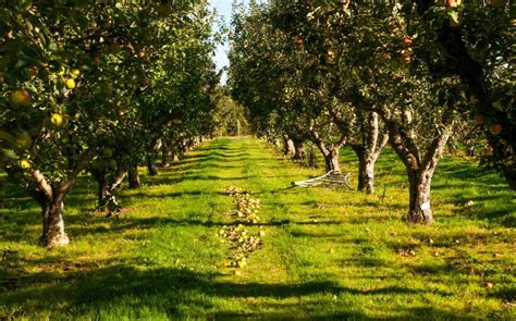 Best Orchards To Visit The Telegraph