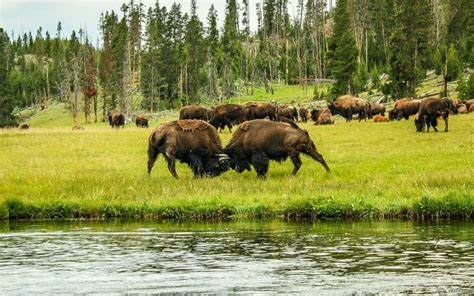Summer Wildlife Sightings In Yellowstone Wy