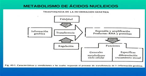 Metabolismo De Ácidos Nucleicos Ppt Powerpoint