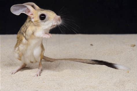 Jerboa Animal Facts Wikipoint Wiki Point